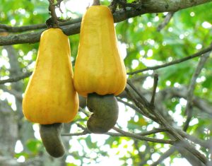 بادام مامایی خام - خشکبار ژینوس