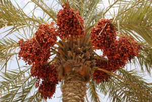 خرما پیارم ممتاز - خشکبار ژینوس